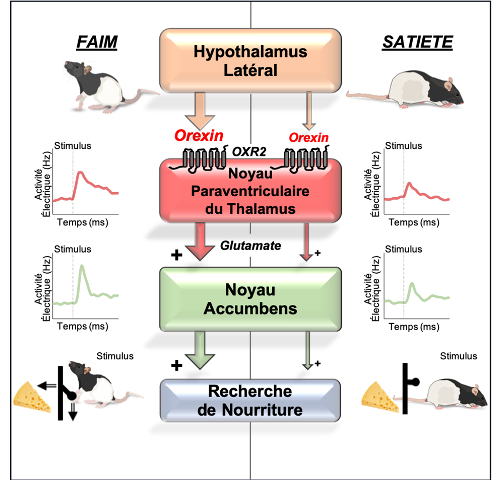  À gauche, la restriction alimentaire conduit à une forte activation des neurones de l’hypothalamus libérant de l’orexine. À la présentation d’un stimulus prédictif d’une récompense alimentaire, les neurones du noyau paraventriculaire du thalamus puis du noyau accumbens s’activent, processus nécessaire pour motiver les rats à appuyer sur un levier afin d’obtenir la nourriture. A droite, lorsque les rats sont à satiété, la libération d’orexine, l’amplitude des réponses neuronales, tout comme la motiv