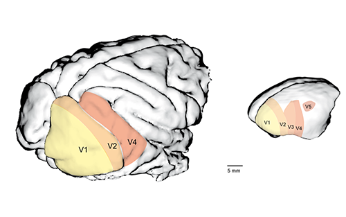 Schéma illustrant les cerveaux d’un macaque et d’un marmouset et les aires corticales visuelles. Chez le macaque certaines de ces aires sont dans les sillons. Chez le marmouset toutes les aires sont en surface et donc plus facilement accessibles. 
