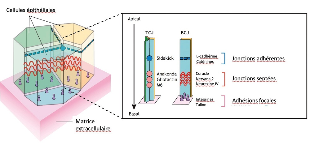 Les complexes jonctionnels aux interfaces entre les cellules épithéliales et entre les cellules et la matrice extracellulaire Le schéma illustre les jonctions reliant trois cellules épithéliales entre elles et à la matrice extracellulaire. Les différents types de jonctions et leurs composants sont indiqués en noir à droite du schéma. Les cellules épithéliales présentent une polarité apico-basale, déterminée par la répartition spécifique de différents complexes le long de leur membrane. Les jonctions bicellulaires (BCJ) comprennent les jonctions adhérentes apicales (rectangles bleus), formées par les complexes E-cadhérine–caténine, et les jonctions septées basolatérales (rubans rouges), composées de protéines telles que Coracle, Nervana 2 et Neurexine IV. Aux points de contact entre trois cellules, les jonctions tricellulaires (TCJ) regroupent les jonctions adhérentes apicales (cercles bleus), marquées par Sidekick, et les jonctions septées basolatérales (cercles rouges), formées par l’interaction ent
