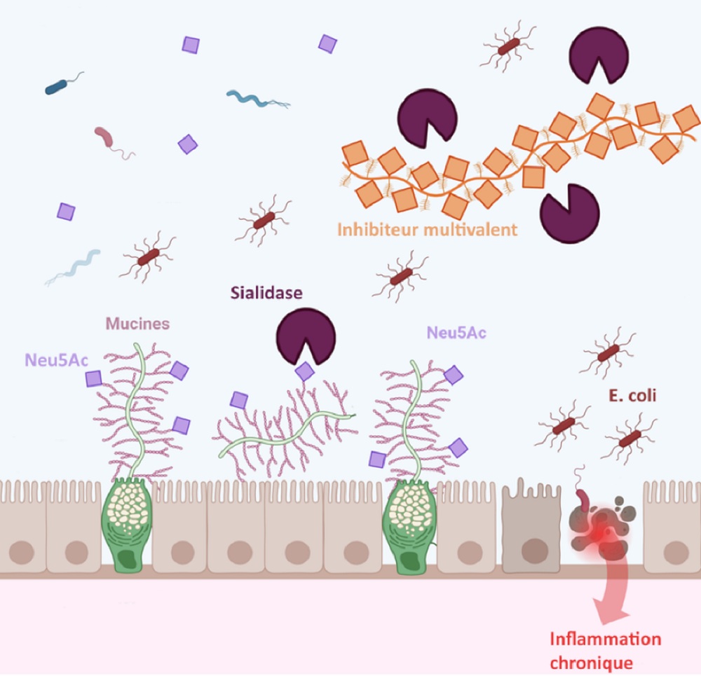 Le principe de la sialidase et l’utilisation d’un inhibiteur multivalent. © Mélyne Baudin Marie.