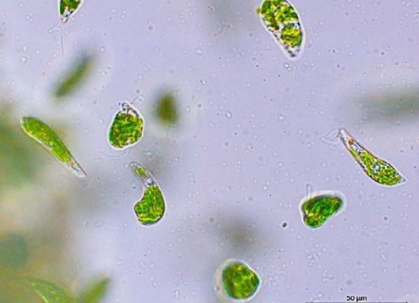 Euglena gracilis © Catherine Dupré, Ingénieure de Recherche CNRS au laboratoire GEPEA