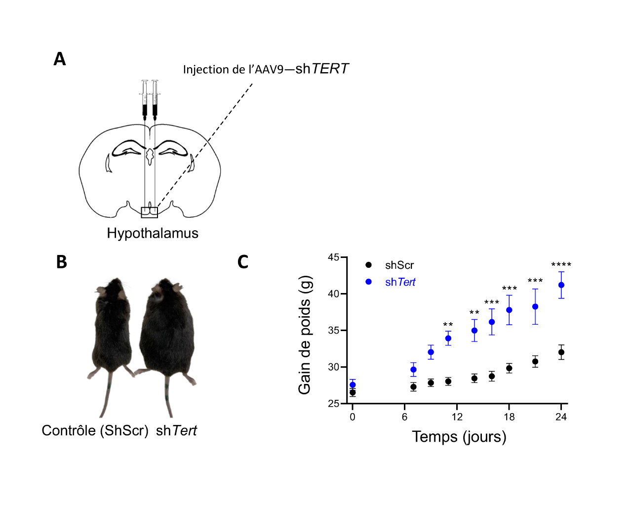 Gain de poids chez les souris après injection d’un AAV visant à réduire l’expression de TERT au sein de l’hypothalamus