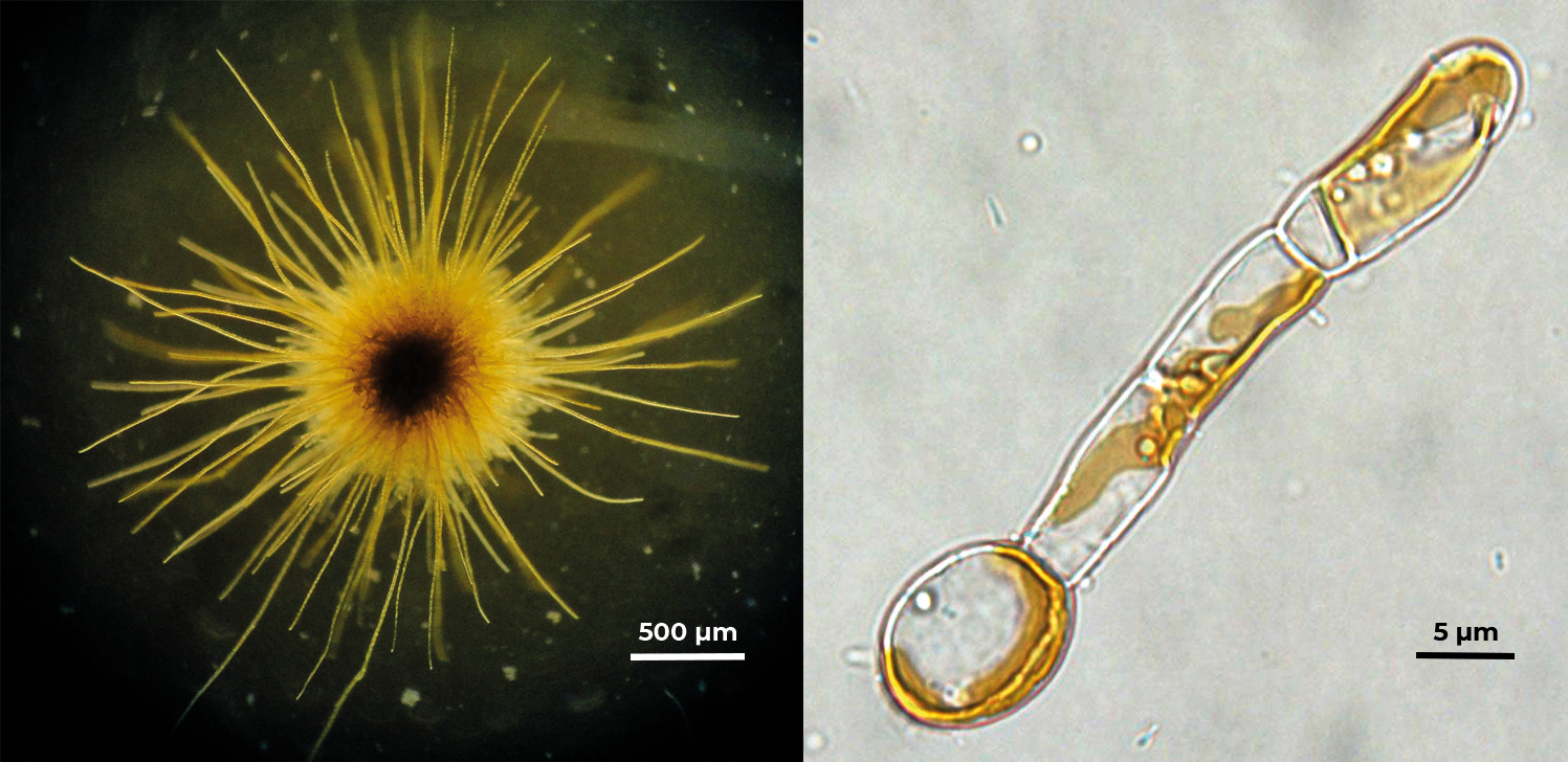 Algue brune filamenteuse Ectocarpus siliculosus observée en microscopie à champ clair. Cette algue est utilisée comme modèle car elle se cultive facilement et se reproduit rapidement en laboratoire. Elle se prête également bien à l’observation et à l’expérimentation. © B. Charrier / LBI2M / CNRS Photothèque.