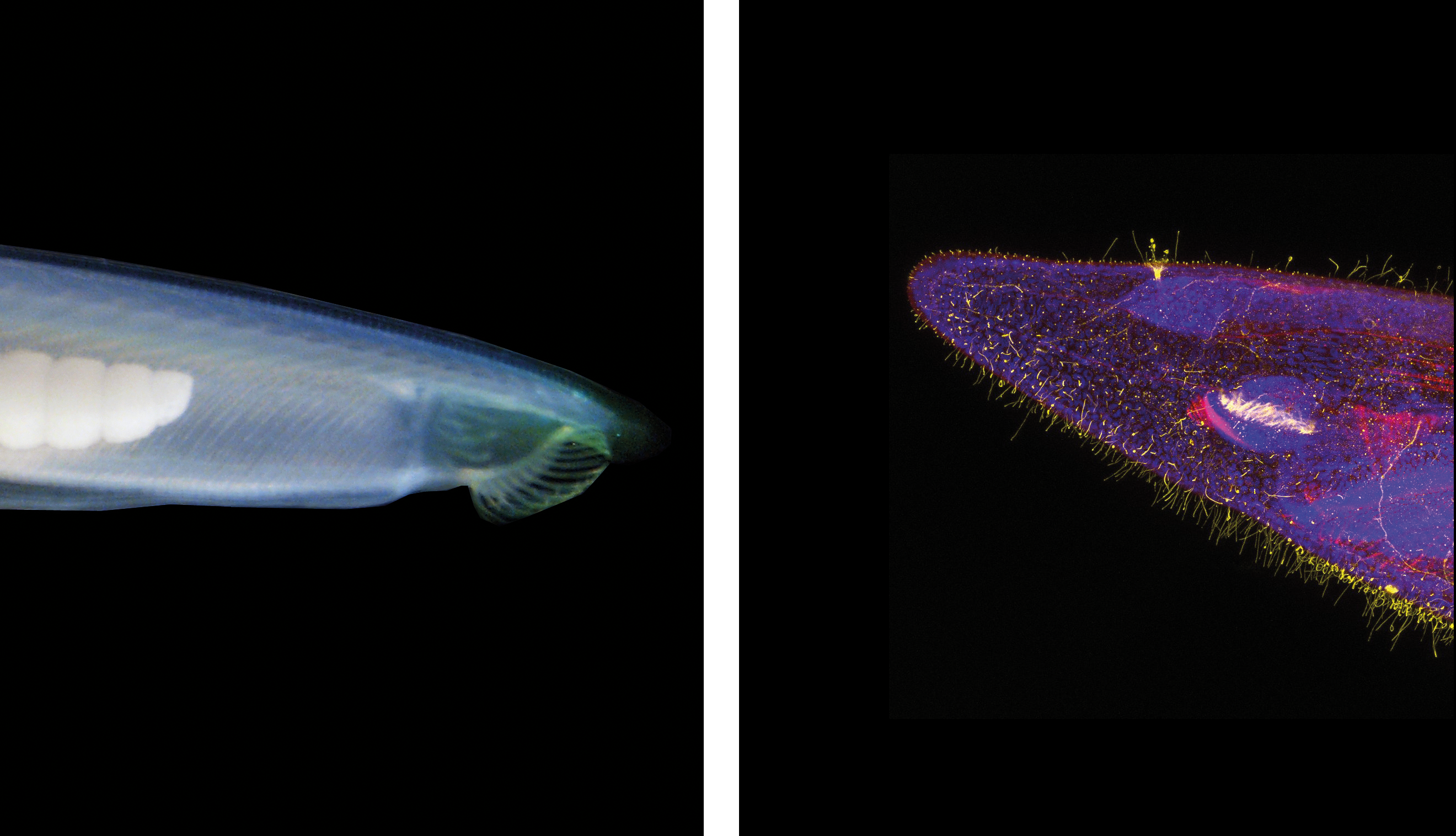 Amphioxus Branchiostoma lanceolatum observé dans son environnement naturel (à gauche) et au microscope confocal (à droite). Dépourvu de squelette et de tête, ce petit animal marin du sous-embranchement des céphalochordés est anatomiquement proche des vertébrés. Il est utilisé pour élucider les mécanismes de développement embryonnaire et leur évolution. © L. Subinara / BIOM
