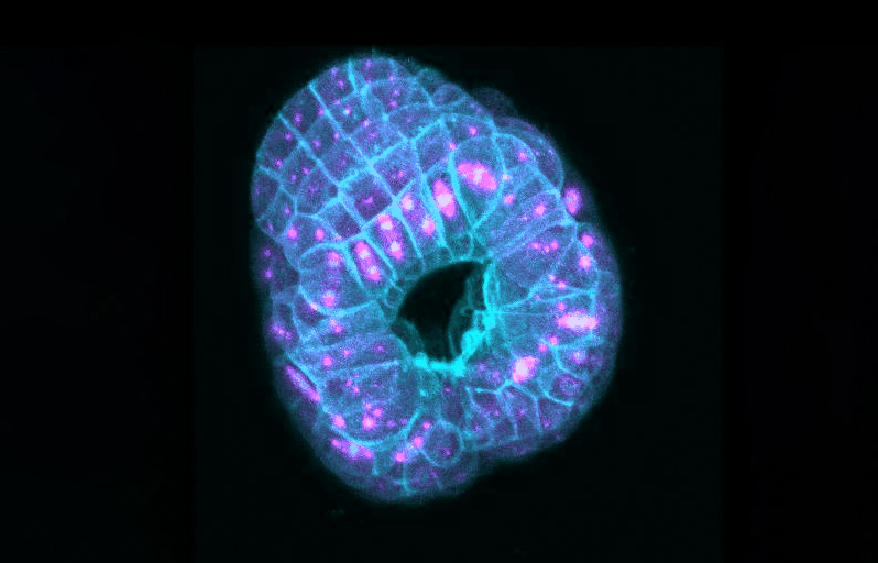 Embryon précoce d’ascidie Phallusia mammillata observé au microscope confocale. Chez cet organisme, la position des cellules détermine la forme des embryons. Il fait l’objet d’études sur le développement embryonnaire, la division cellulaire et la toxicologie. © A. McDougall / LBDV 
