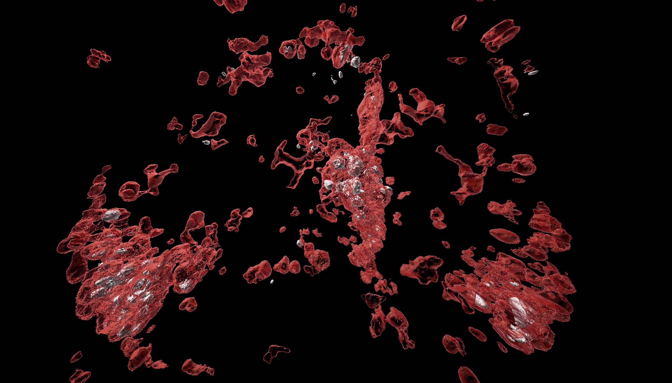 © Jade Leiba / Reconstruction 3D des surfaces cellulaires avec les salmonelles et macrophages