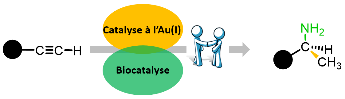  combiner la catalyse à l’or et la biocatalyse pour la synthèse de briques. © Xavier Guinchard/ICSN