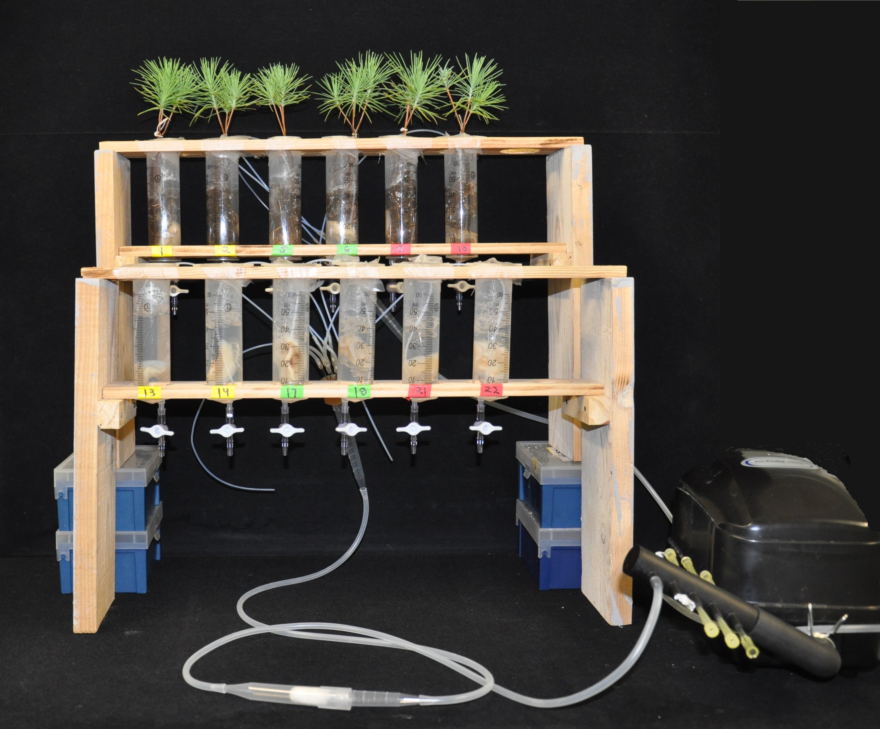 Expérience d’interaction à court terme (48 h) entre les racines du pin Pinus pinaster et du champignon H. cylindrosporum par rapport au champignon seul sous différentes concentrations de zinc. ©Muhammad Usman