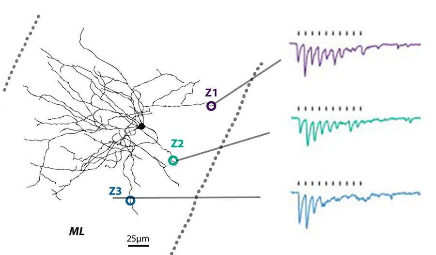 Dessin dendrite noir + trois points Z1-Z3 ; à droite, trois courbes violette, verte, bleue. © Kevin Dorgans, INCI, CNRS