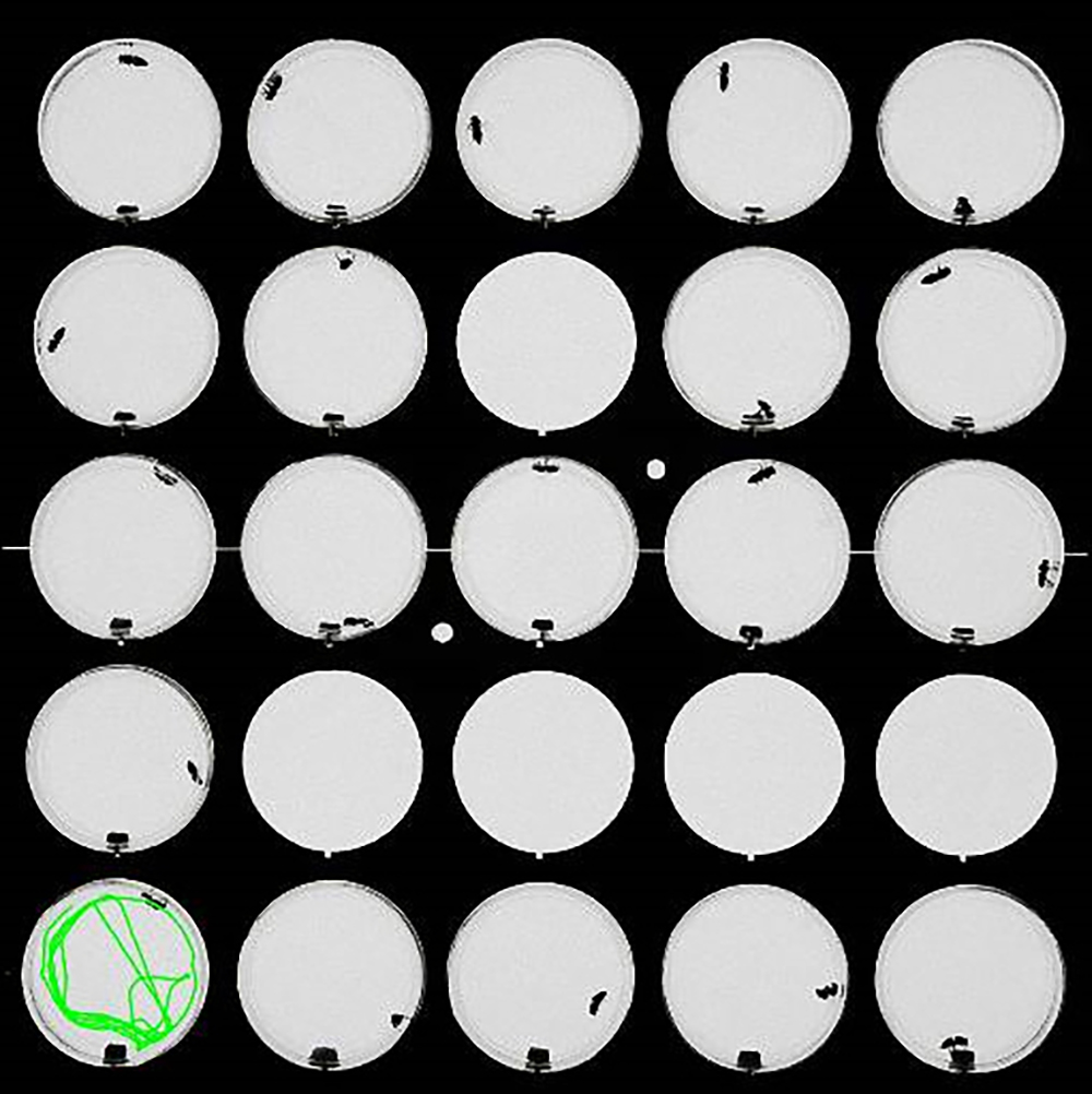 Arène de 25 boîtes de Pétri permettant de mesurer les effets de drogues, insecticides, toxines sur la locomotion, avec le trajet parcouru sur une boîte en 10 minutes © Pierre Charnet