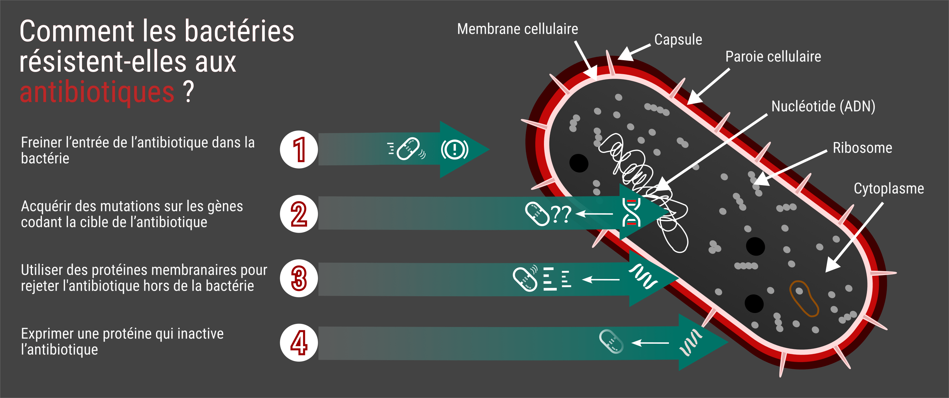 Mécanismes de résistance des bactéries. © Samuel Belaud