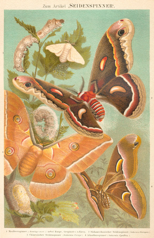 Quatre espèces séricigènes. Bibliographisches Institut, Leipzig, 1885