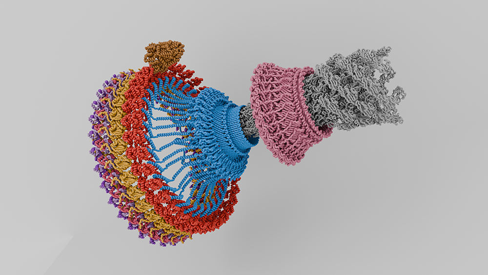Assemblage du moteur flagellaire montrant différentes protéines en différentes couleurs. © Prash Singh 2024 CC BY 4.0 via Wikipedia