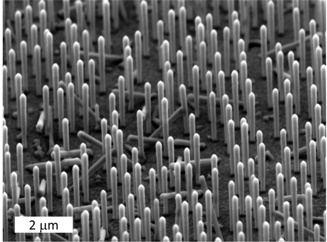 Image par microscopie électronique à balayage de nanofils de GaAs épitaxiés sur substrat de silicium. © Philippe Regreny