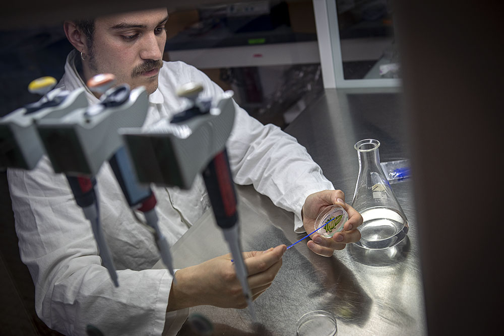 Sélection des micro-algues.