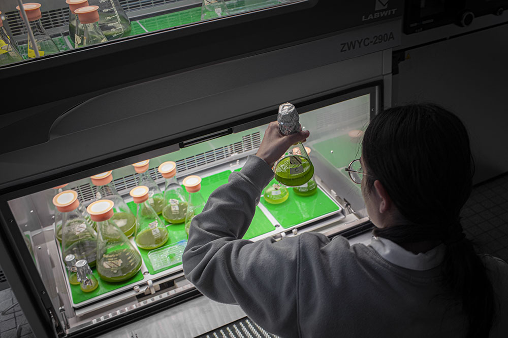 Culture liquide des lignées des micro-algues sélectionnées.