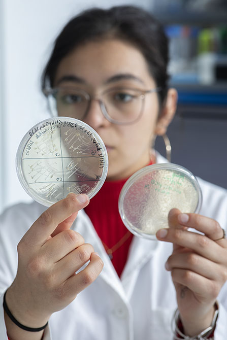 Colonies bactériennes dans des boîtes de culture.
