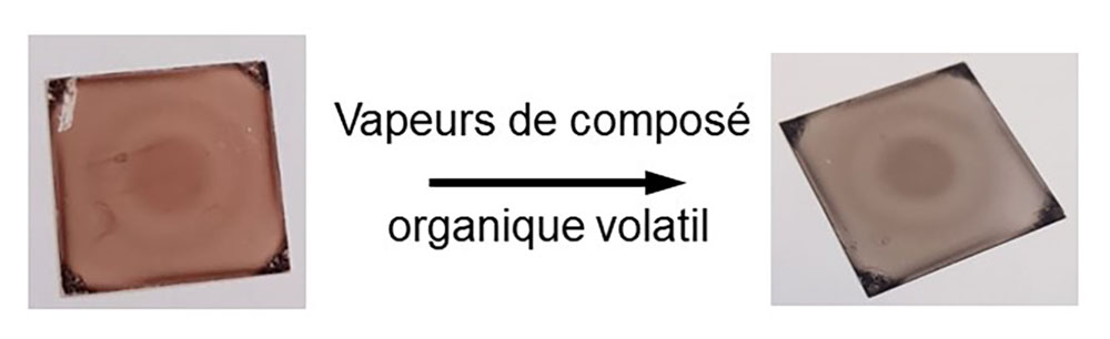 Photographies d’un film de MOF contenant des complexes à transition de spin avant (gauche) et après (droite) exposition à des vapeurs d’un composé organique volatil.