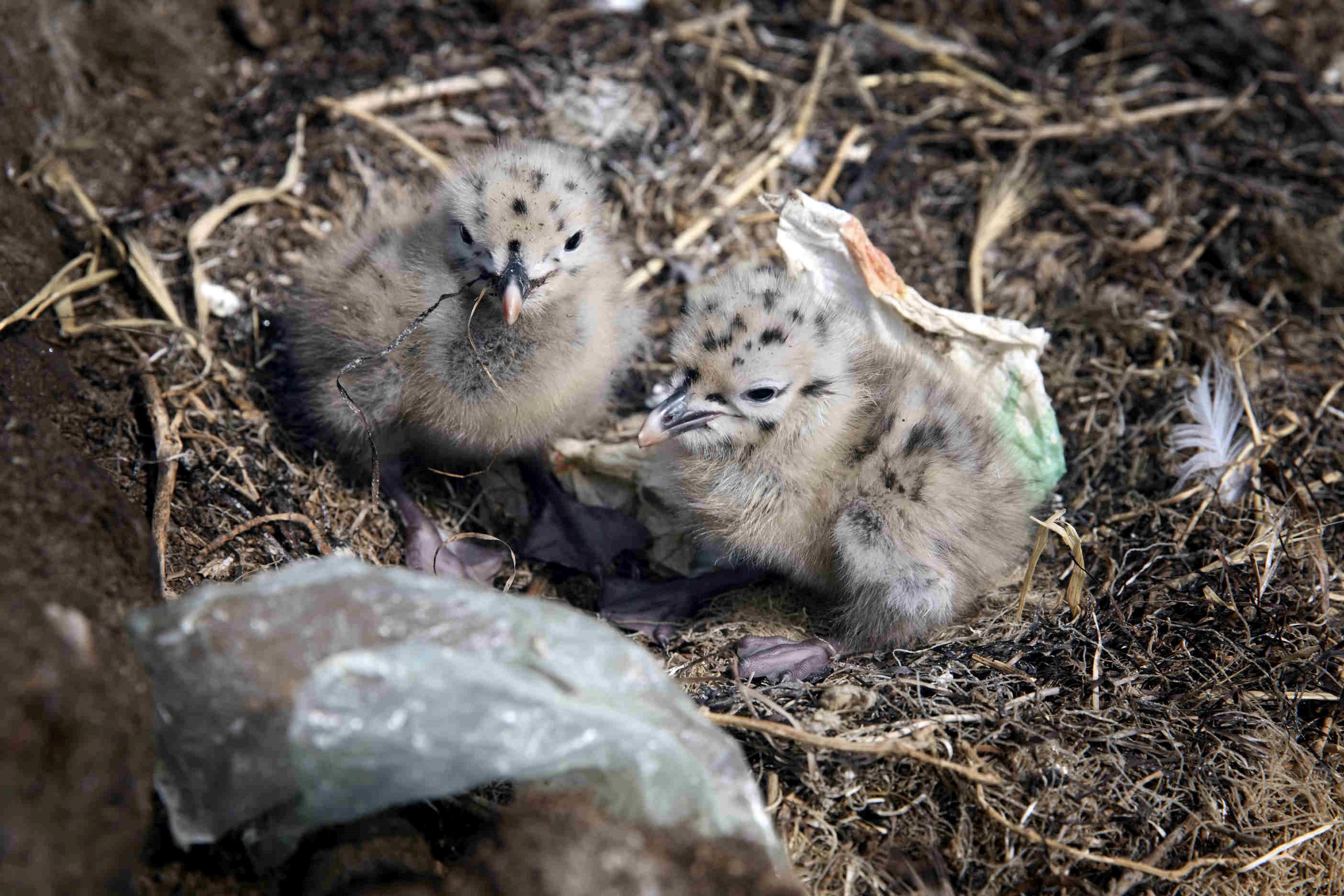 Jeunes poussins de goéland dans leur nid avec des déchets (P. Landemann 2019)