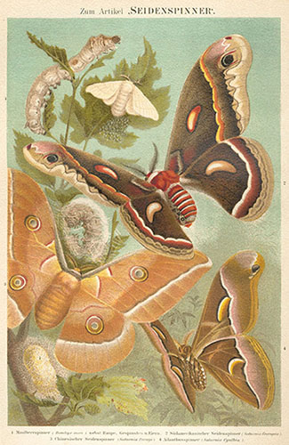 Quatre espèces séricigènes. © Bibliographisches Institut, in Leipzig