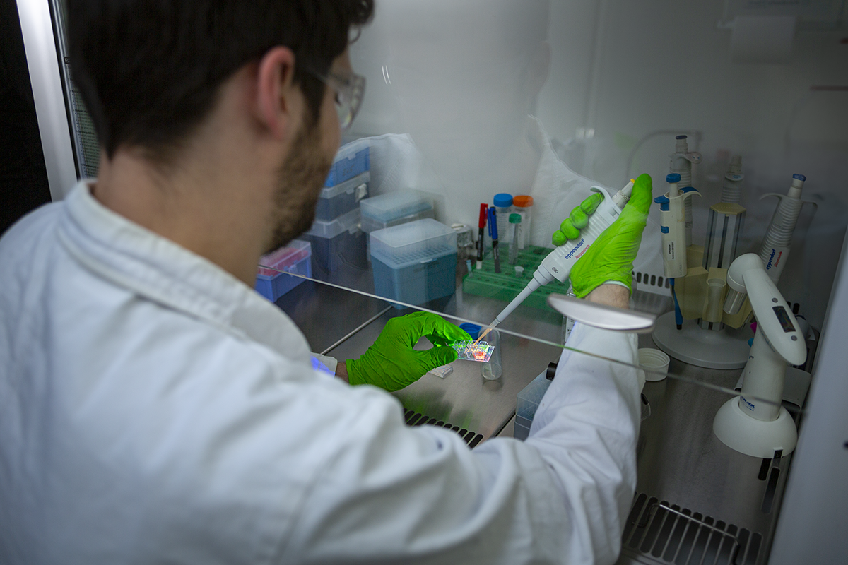 Préparation des plaques contenant des échantillons de cellules vivantes pour la microscopie © Christian Morel / LCBM / CNRS Images