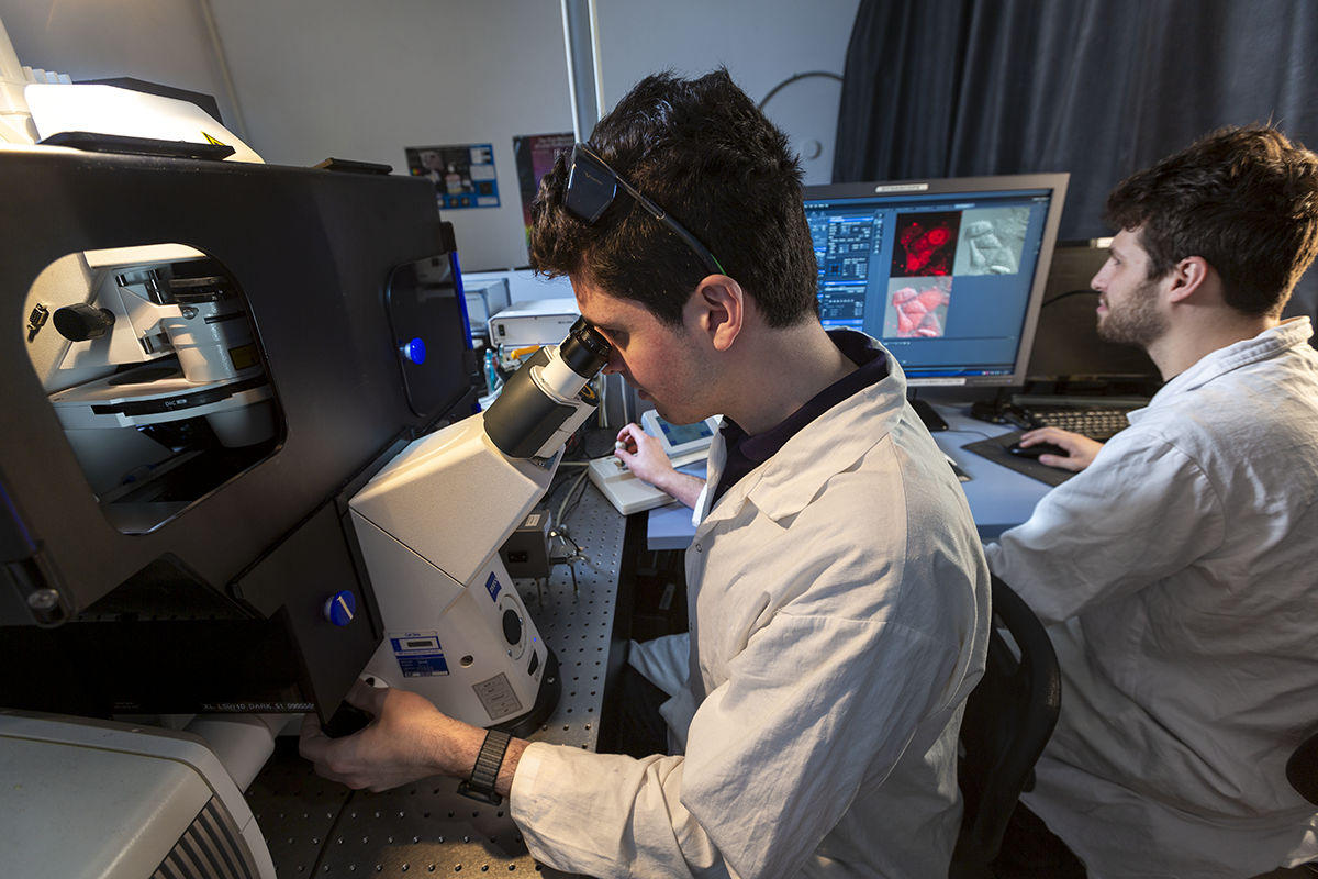 Observation au microscope de cellules incubées avec une solution contenant des sondes luminescentes © Christian Morel / LCBM / CNRS Images