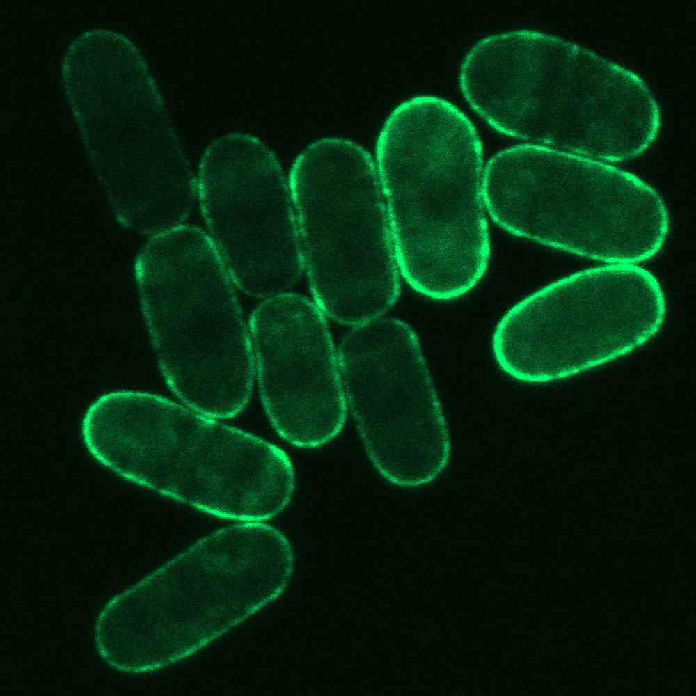 Visualisation de la levure Schizosaccharomyces pombe par épifluorescence d’une souche marquée avec un rapporteur GFP localisé à la périphérie. © Dom Helmlinger