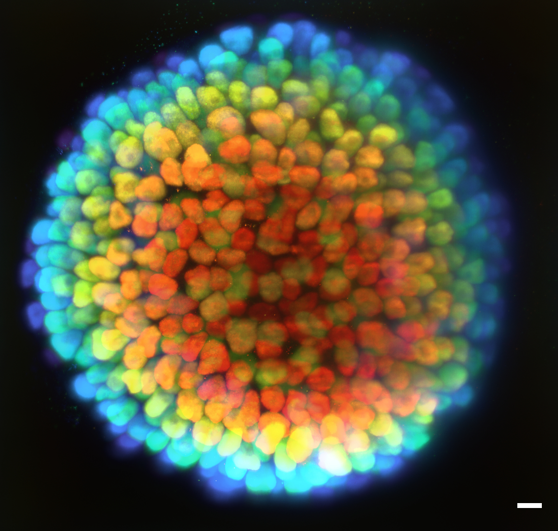 Des cellules souches cultivées en laboratoire forment une sphère. © Rémi GALLAND / Jean-Baptiste SIBARITA / Corey BUTLER / IINS / CNRS Images 