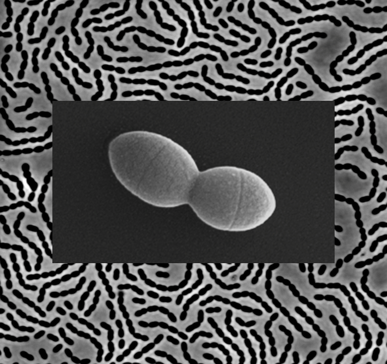 Streptococcus pneumoniae observée en microscopie à contraste de phase (arrière-plan) ; et zoom sur une seule cellule observée en microscopie électronique à balayage © Christophe Grangeasse