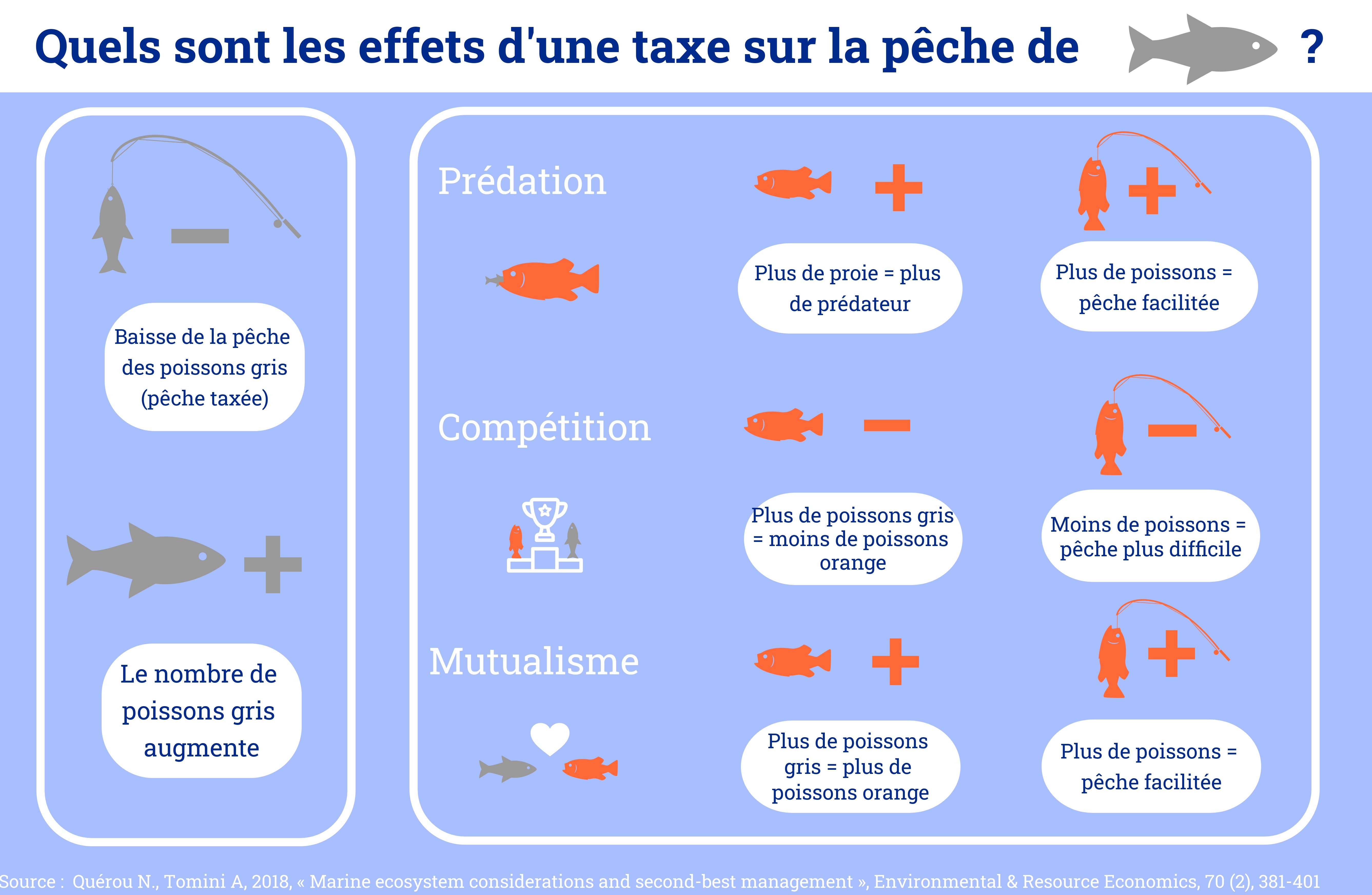 Infographie sur les effets d'une réglementation de la pêche d'une espèce spécifique à la fois sur les stocks de poisson et sur le comportement des pêcheurs. Ces effets dépendent des relations biologiques entre espèces. 