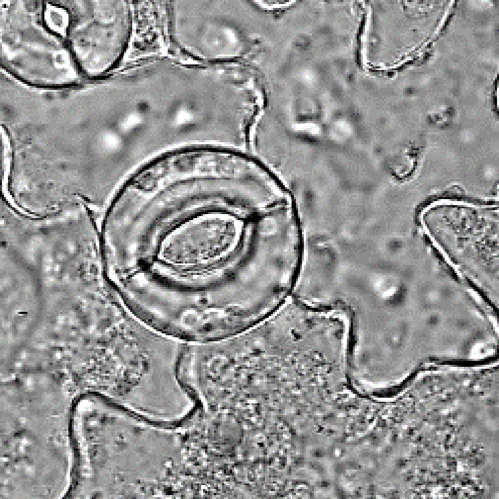 Zoom sur un stomate chez Arabidospsis thaliana, montrant les deux cellules de garde entourant le pore du stomate. © Alexis De Angeli