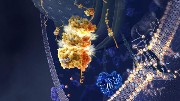 Illustration de la ferroptose © Nicolle R. Fuller / Science Photo Library