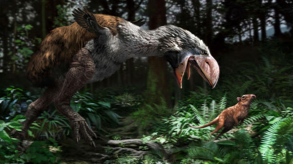 Gastornis gigantea  © Jaime Chirinos / SPL