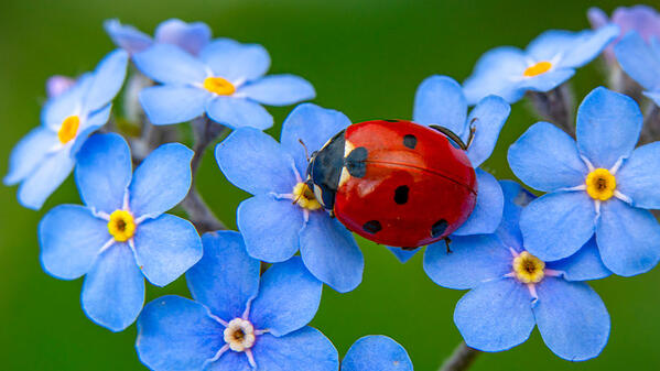 Une coccinelle 7 points sur des fleurs de myosotis