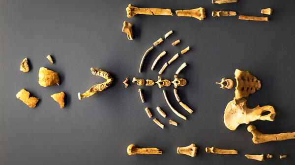 Moulage du squelette de Lucy © MNHN - Agnès Iatzoura