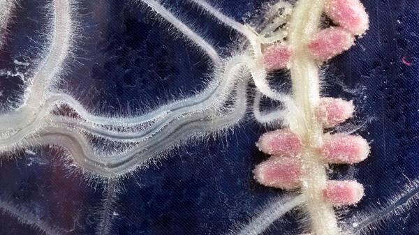 Exemple de symbiose : gros plan sur les nodules (rose) formés par des bactéries sur les racines d’une légumineuse 