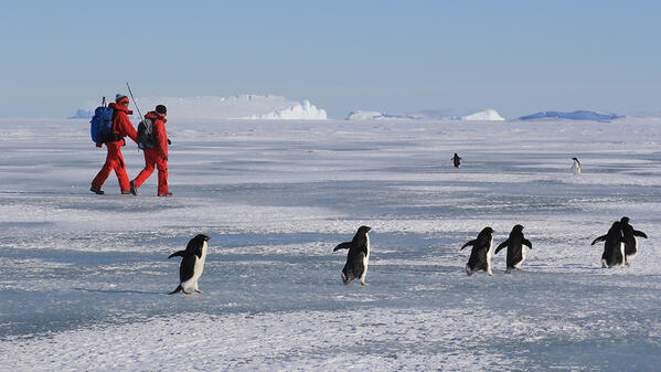 Deux chercheurs en combinaison rouge marchent sur la banquise, en Antarctique, près de manchots. On voit des glaciers au loin. Ils sont près de la base scientifique française Dumont d'Urville.