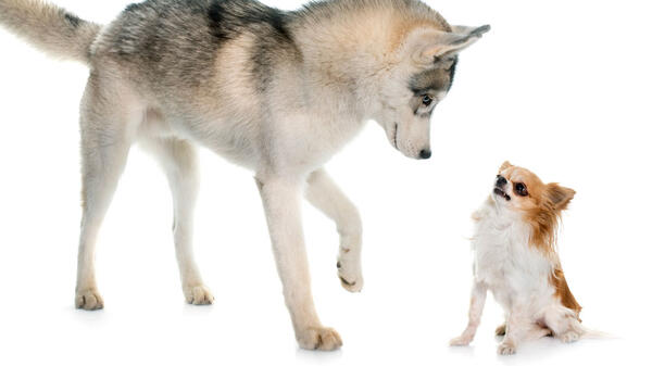 Un husky fait face à un chihuahua © cynoclub / iStock.com by Getty Images