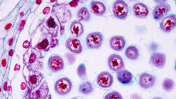 formation des grains de pollen dans une anthère de lys © Sinhyu / iStockphoto.com