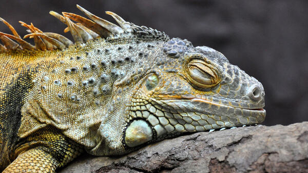 Un iguane assoupi 