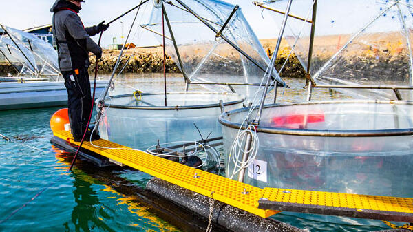 Un chercheur effectue des prélèvements à Helgoland (Allemagne) dans le cadre d'une étude sur l'effet d'une augmentation de l'alcalinité océanique sur le plancton de la mer du Nord.