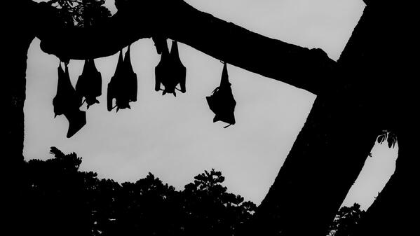 Silhouettes en noir et blanc de chauve-souris suspendues sur un arbre