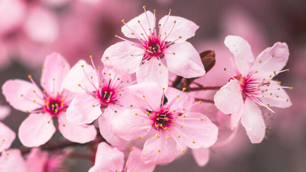 fleurs de cerisier © Brett Sayles / Pexels.com