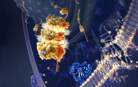 Illustration de la ferroptose © Nicolle R. Fuller / Science Photo Library