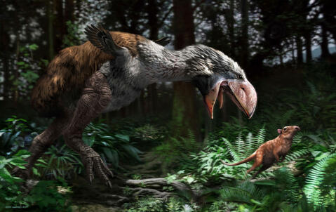 Gastornis gigantea  © Jaime Chirinos / SPL