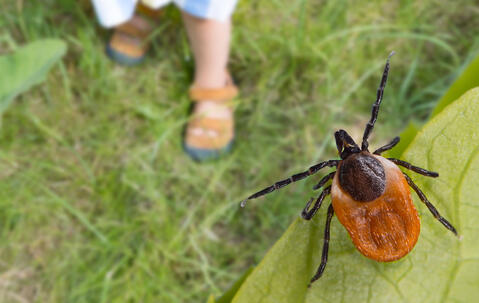 Une tique Ixodes ricinus sur une feuille semble menacer de sauter sur les pieds d’un enfant