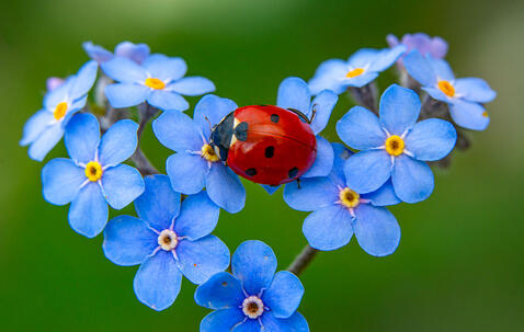 Une coccinelle 7 points sur des fleurs de myosotis