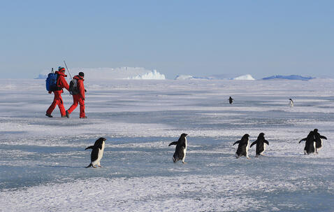 Deux chercheurs en combinaison rouge marchent sur la banquise, en Antarctique, près de manchots. On voit des glaciers au loin. Ils sont près de la base scientifique française Dumont d'Urville.