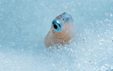 Poisson notothénioïde sur la glace, aux abords de la base Dumont-d’Urville, en Terre Adélie, Antarctique. Des glycoprotéines antigel lui permettent de résister aux températures négatives.
