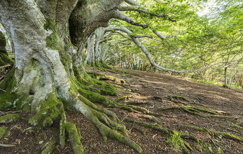 Racines, arbres, Parc Naturel Régional des Volcans d'Auvergne